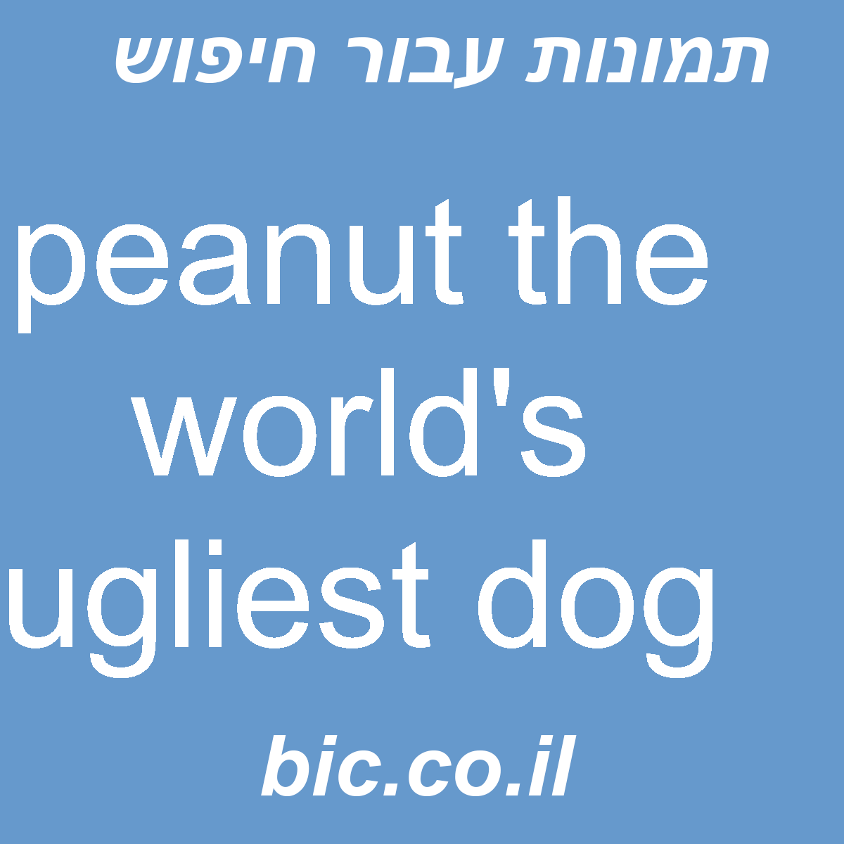 ﻿peanut the world’s ugliest dog